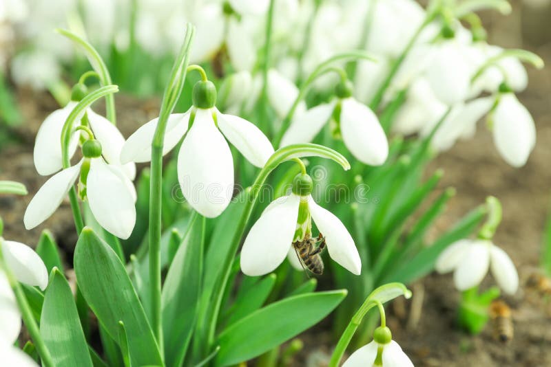 Beautiful Spring Snowdrop Flowers Galanthus Nivalis Stock Photo - Image ...