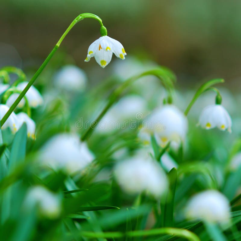 Beautiful Spring Snowflakes Flowers Stock Photo - Image of beautiful ...