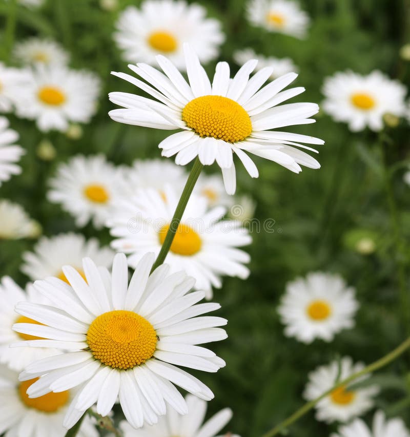 Beautiful Spring and Summer Flowers in the Field Stock Image Image of