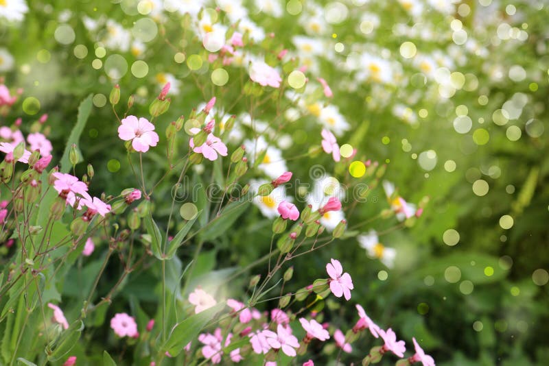 Beautiful Spring and Summer Flowers in the Field Stock Image Image of