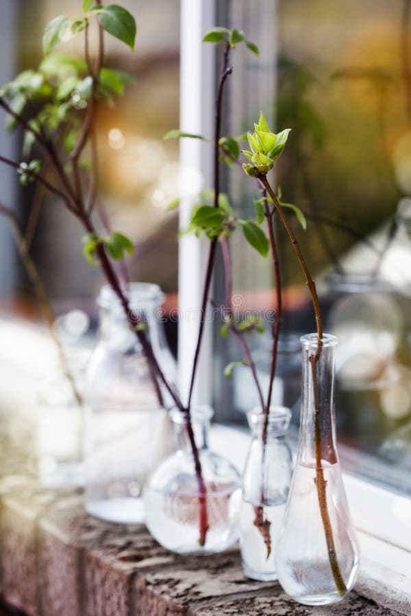 Beautiful spring tree branches in glass bottles on window