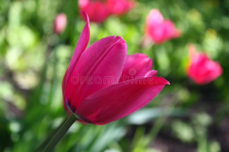 Beautiful spring Tulip bloom on a sunny day stock image Beautiful spring Tulip bloom on a sunny day stock image
