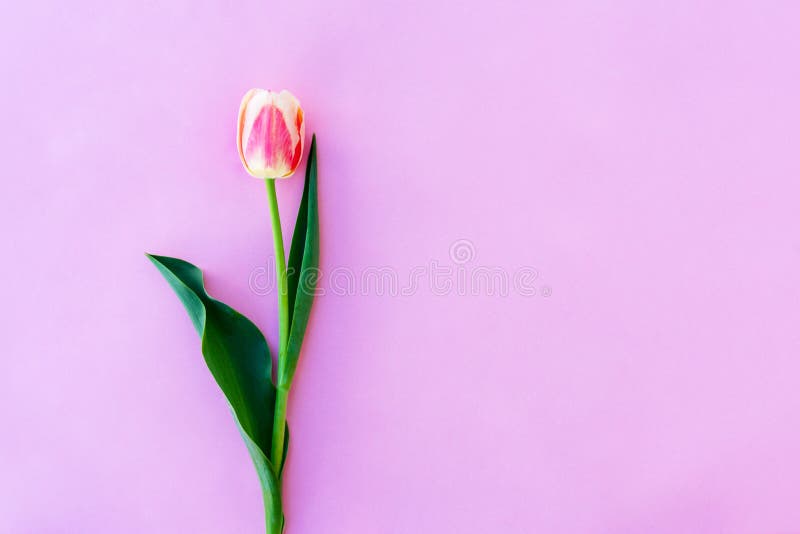 Beautiful Spring Tulip Floral Pink Color Background with Copy Space. Top  View Stock Photo - Image of card, leaf: 139764036