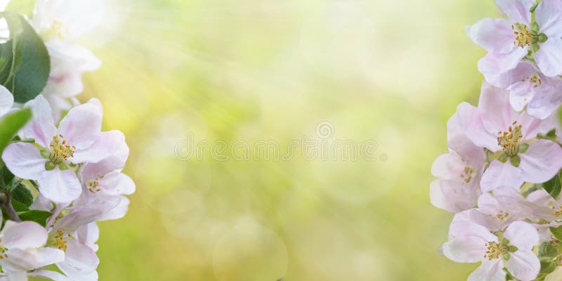 springtime flowers blooming on sunny and blur light background with copy space stock photos springtime flowers blooming on sunny and blur light background with copy space stock photos