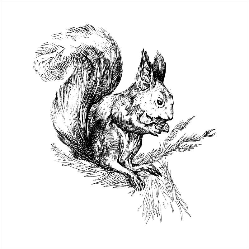 Outline Squirrel Tattoo Stock Illustrations – 209 Outline Squirrel ...