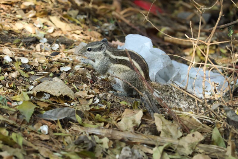 Beautiful Squirrels Eating Food Stock Image Image of toad, flower