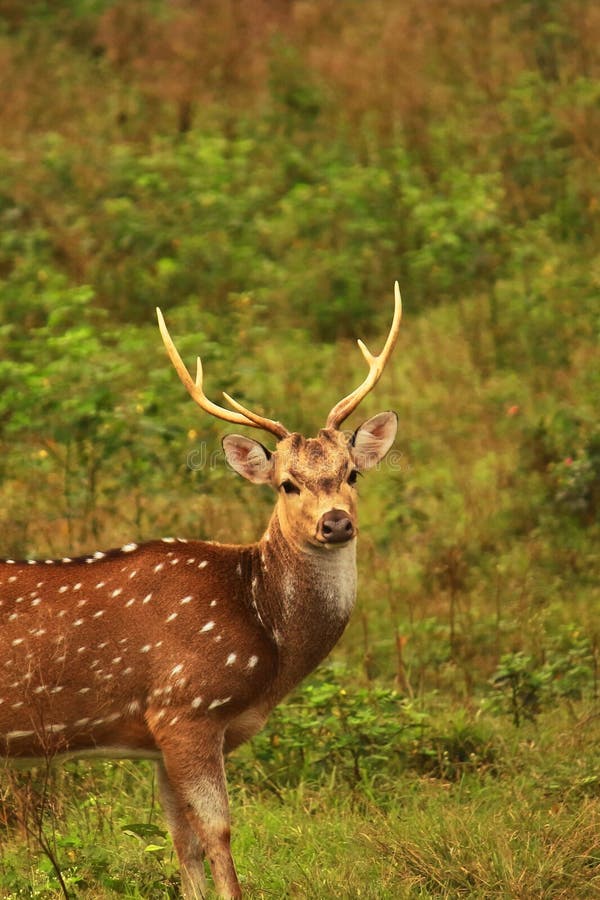 beautiful stag, male chital or spotted deer (axis axis) grazing in a grassland in bandipur national park, western ghats biodiversity hotspot in india