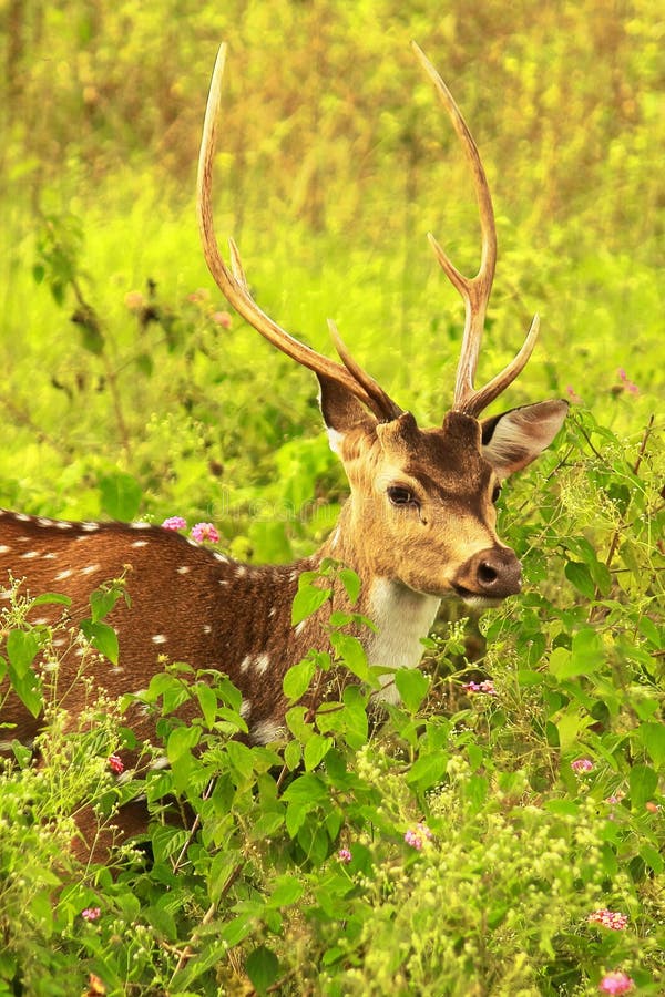 beautiful stag, male chital or spotted deer (axis axis) grazing in a grassland in bandipur national park, western ghats biodiversity hotspot in india