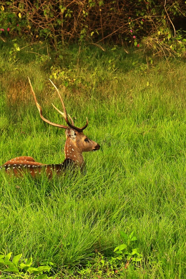 beautiful stag, male chital or spotted deer (axis axis) grazing in a grassland in bandipur national park, western ghats biodiversity hotspot in india