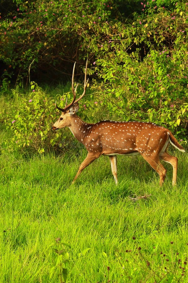 beautiful stag, male chital or spotted deer (axis axis) grazing in a grassland in bandipur national park, western ghats biodiversity hotspot in india