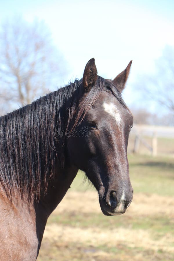 A beautiful standard bred horse . Star , black mane , forelock and tail.