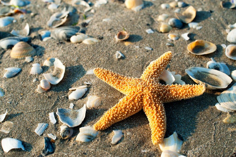 Beautiful starfish