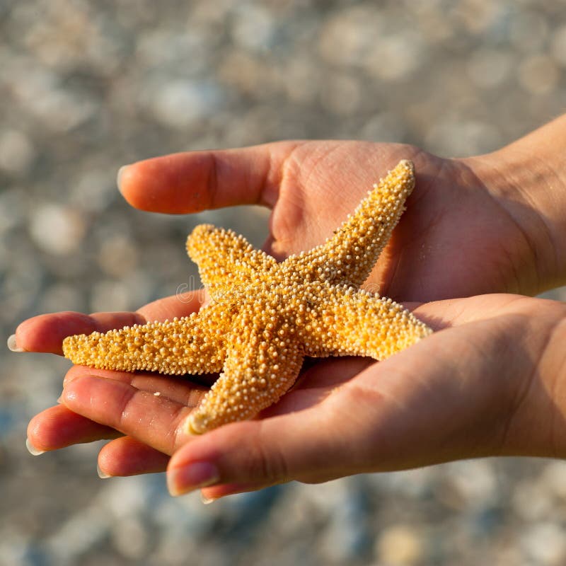 Beautiful starfish