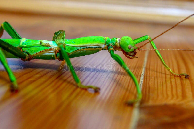 Beautiful stick insect climbs on a wooden surface. royalty free stock photography