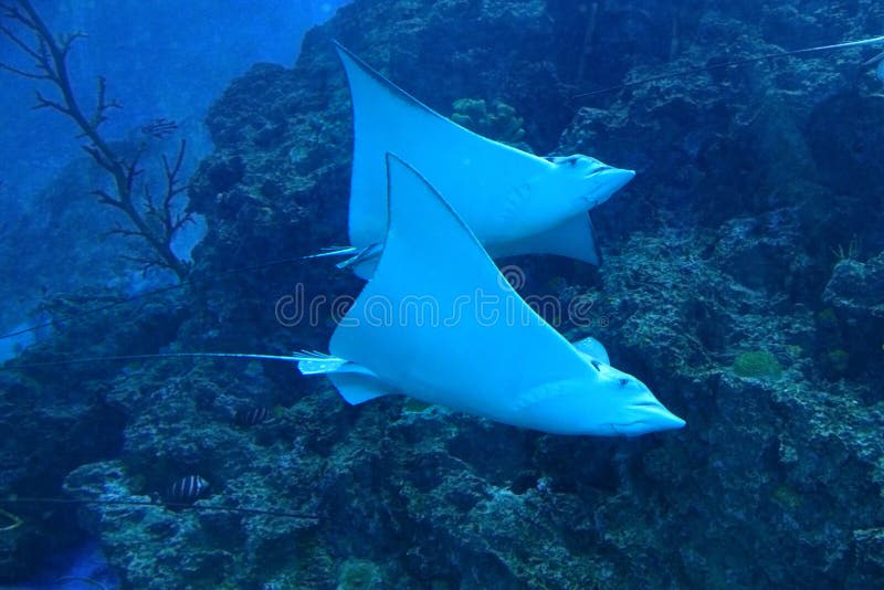 Beautiful stingray in the ocean