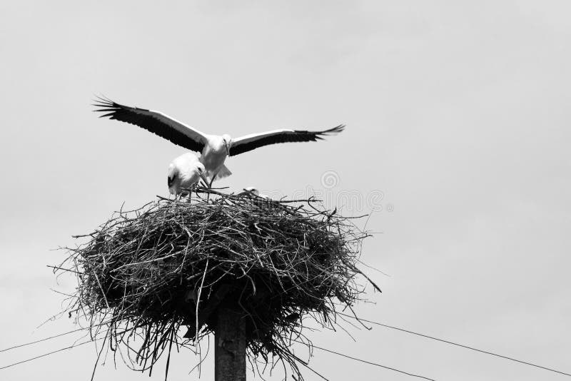 Beautiful storks on nest, black and white photo
