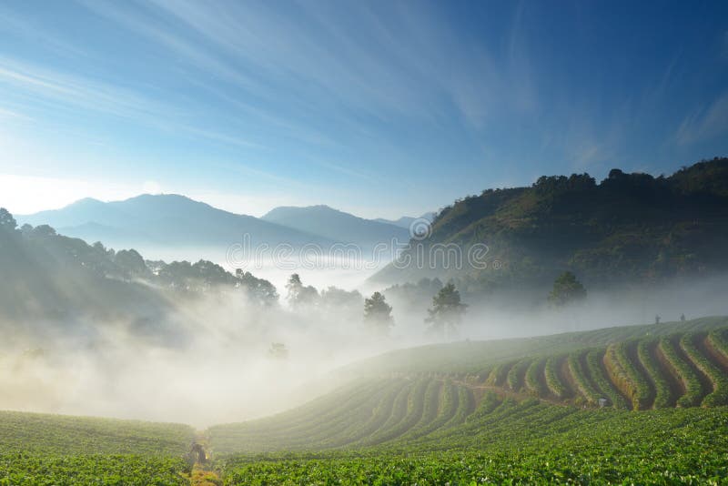 Beautiful strawberry farm and mountaineer among mountain and fog