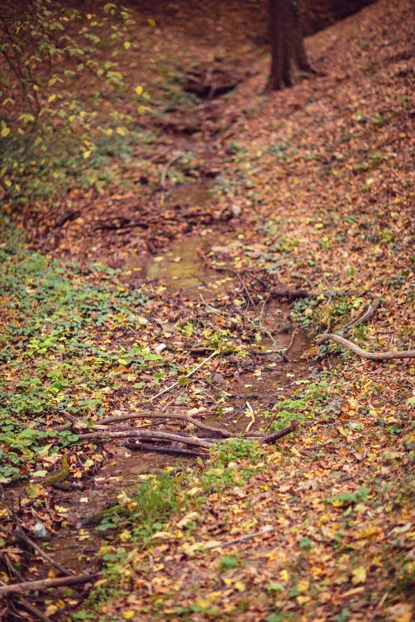 Beautiful Stream of water through the forest – River. Beautiful Stream of water through the Autumn forest – River royalty free stock photo Beautiful Stream of water through the forest – River. Beautiful Stream of water through the Autumn forest – River royalty free stock photo