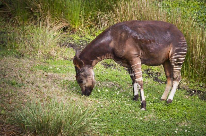 Beautiful Striped Okapi grazing in a field