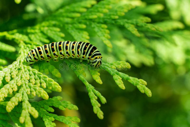 Beautiful striped Swallowtail butterfly caterpillar sits on green branch of western thuja. Macro caterpillar of Papilio machaon stock photo Beautiful striped Swallowtail butterfly caterpillar sits on green branch of western thuja. Macro caterpillar of Papilio machaon stock photo