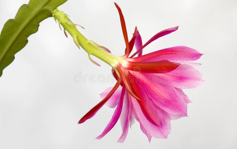 Beautiful succulent flower back