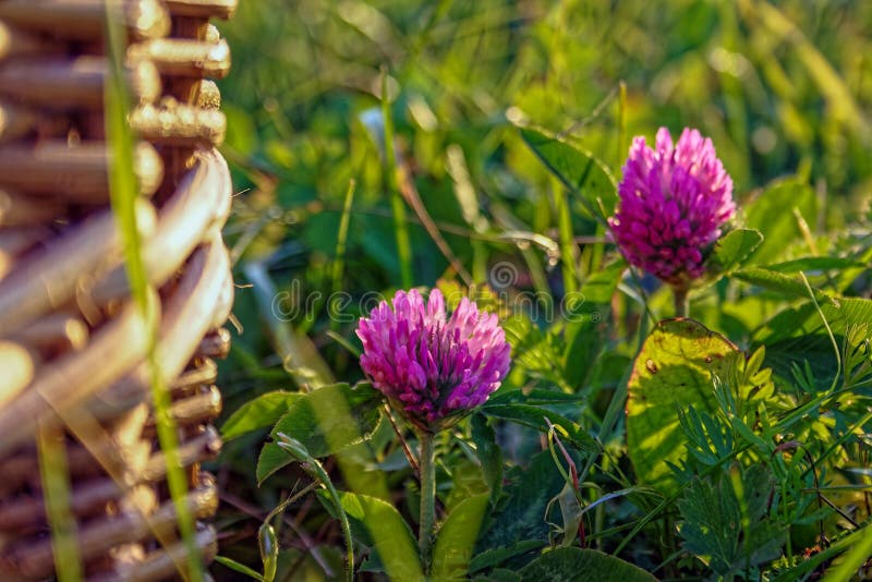 Beautiful summer background with wild meadow grass and clover flowers in the rays of sunset. Clover flowers close-up stock image Beautiful summer background with wild meadow grass and clover flowers in the rays of sunset. Clover flowers close-up stock image