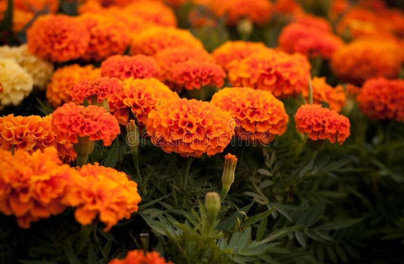 Beautiful summer flowers stock photo. Image of natural 225338330