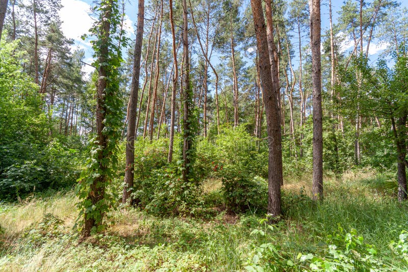 Beautiful Summer Forest on a Sunny Day. Stock Photo - Image of ...