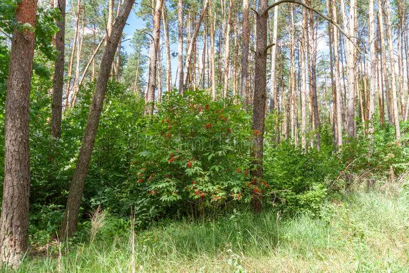 Beautiful Summer Forest on a Sunny Day. Stock Photo - Image of ...