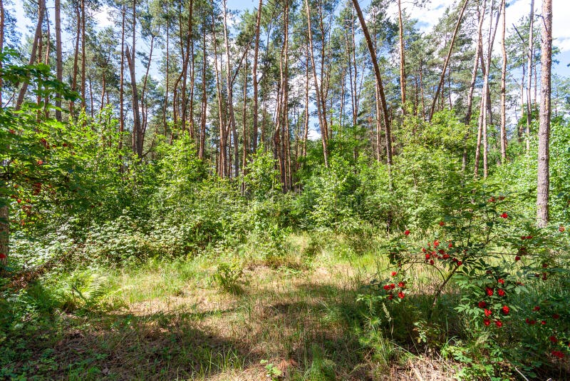 Beautiful Summer Forest on a Sunny Day. Stock Photo - Image of ...