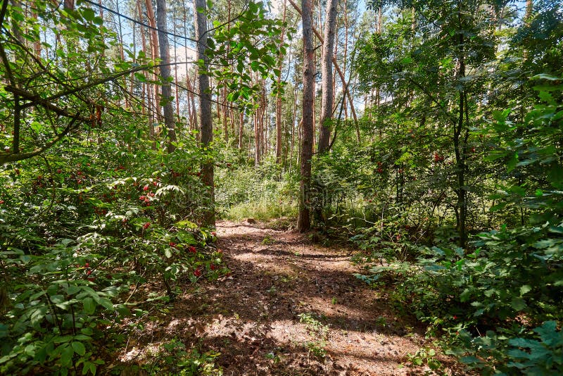 Beautiful Summer Forest on a Sunny Day. Stock Photo - Image of ...