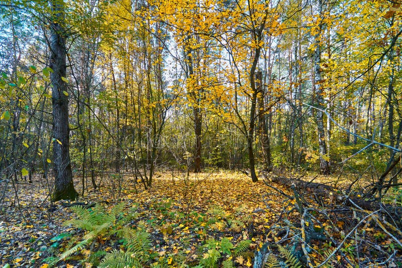 Beautiful Summer Forest on a Sunny Day. Stock Photo - Image of ...