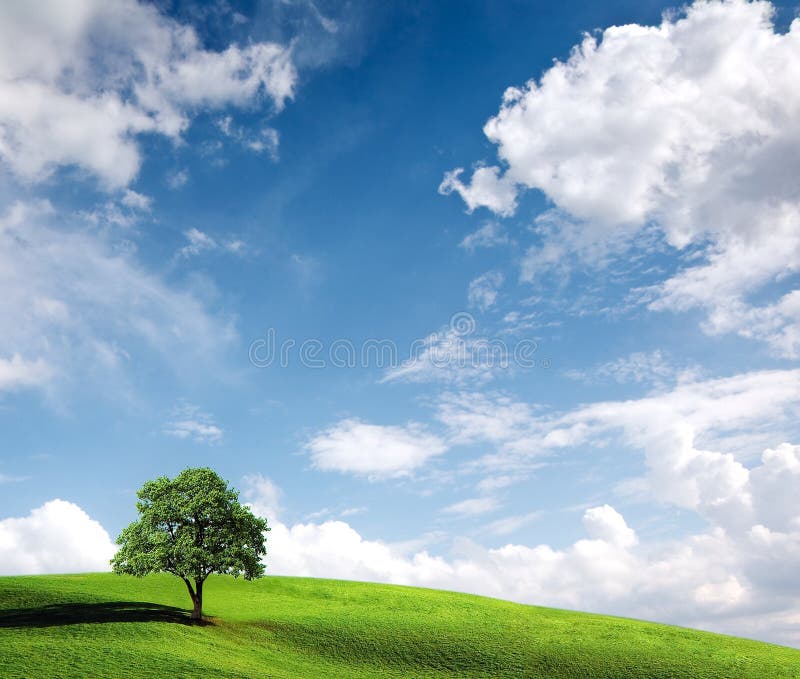 Beautiful summer landscape stock images
