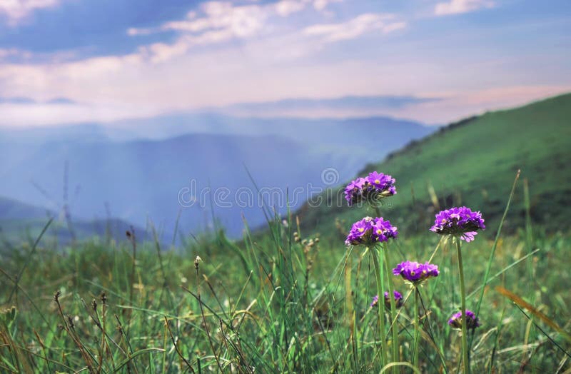 Beautiful summer landscape, purple flowers in the mountains and sunrays in the sky, plateau Ushkonyr, Almaty, Kazakhstan