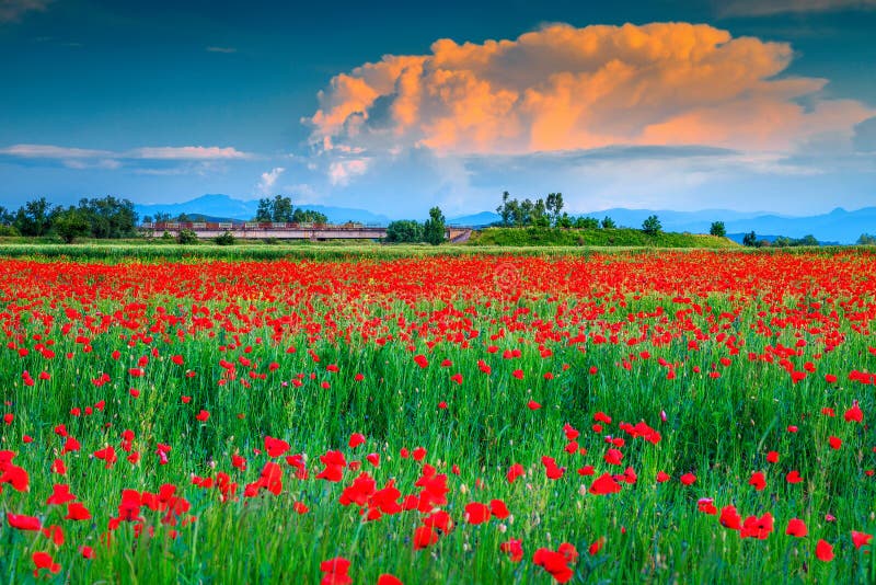 Beautiful summer landscape with red poppy field, near Brasov, Romania stock photos Beautiful summer landscape with red poppy field, near Brasov, Romania stock photos