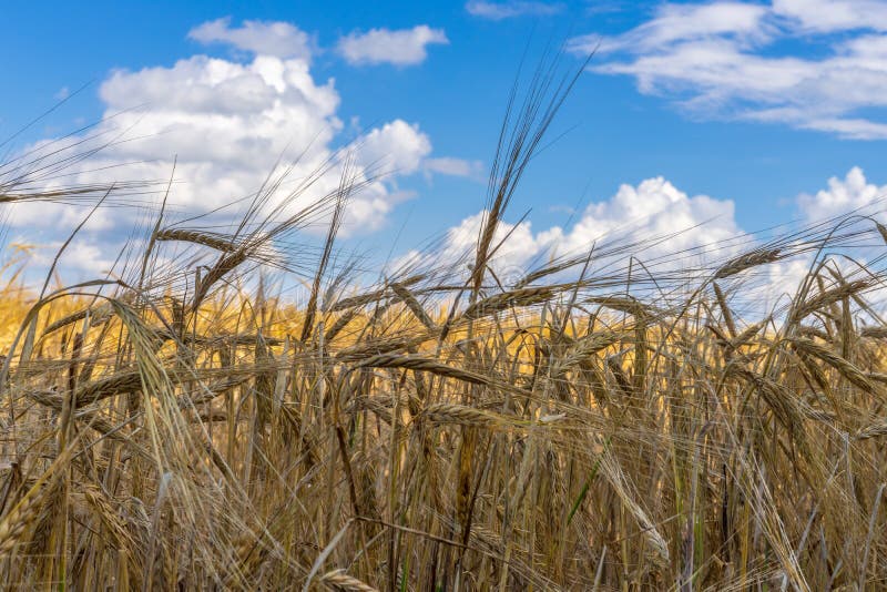 Beautiful summer landscape with ripe rye field in sunny day. Golden ears against blue sky. Agricultural background. royalty free stock photo Beautiful summer landscape with ripe rye field in sunny day. Golden ears against blue sky. Agricultural background. royalty free stock photo