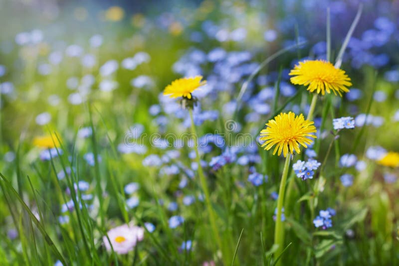 Beautiful summer meadow with flowers dandelions and forget-me-nots, lovely landscape of nature