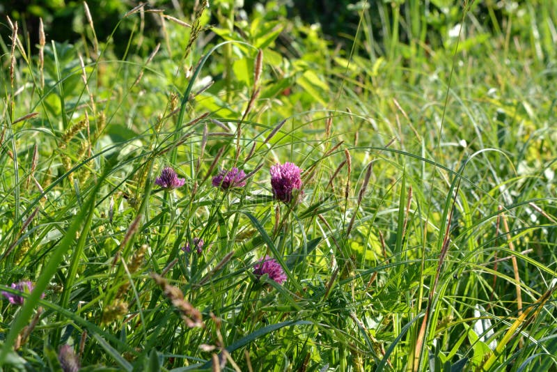 Beautiful summer meadow with green grass and pink clover flowers stock photography Beautiful summer meadow with green grass and pink clover flowers stock photography