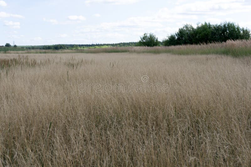 Beautiful summer nature background. Meadow field in prairies with dry tender plants flowers fluffy grass. Warm earthy pink tones