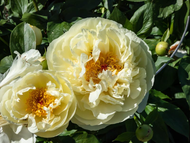 Beautiful, summer peony paeonia `Lemon chiffon` with pale lemon ruffled petals surrounding a center full of bright golden-yell