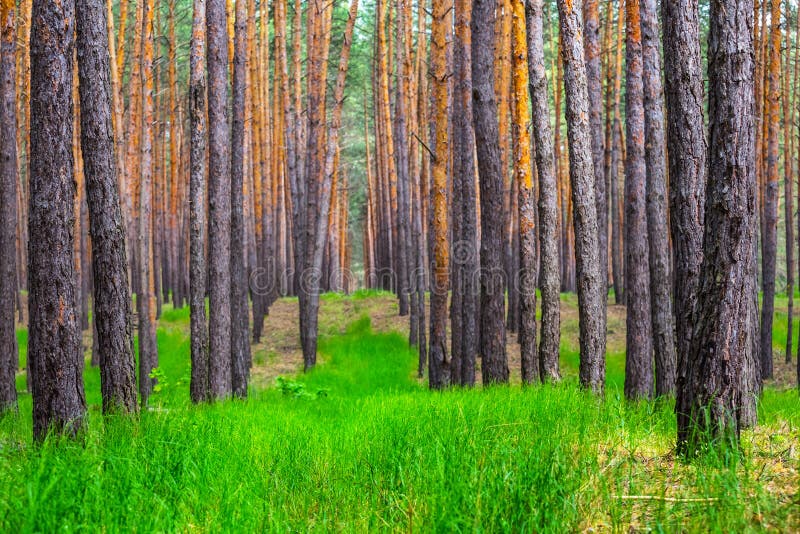 Beautiful Summer Pine Forest Stock Image Image Of Beauty Panoramic