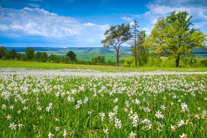 Picturesque flowery field with white daffodils flowers. White narcissus flowers blossom on the glade. Summer flowery scenery in Transylvania, Romania, Europe. Picturesque flowery field with white daffodils flowers. White narcissus flowers blossom on the glade. Summer flowery scenery in Transylvania, Romania, Europe