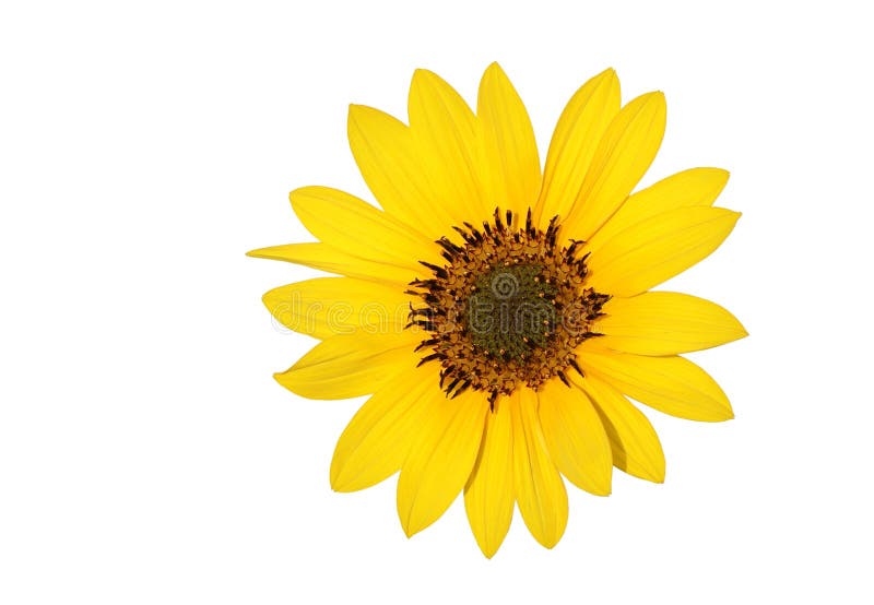 A beautiful Sun flower stock image A beautiful Sun flower stock image