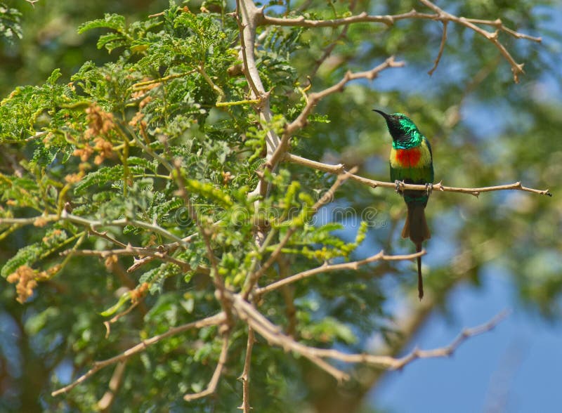 The Beautiful Sunbird