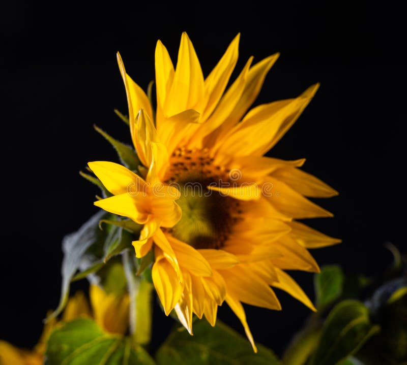 Beautiful Sunflower on a Black Background Stock Image Image of