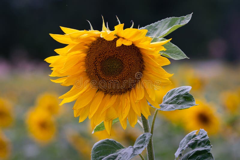 Beautiful Sunflower Field with Bright Colors Stock Photo Image of