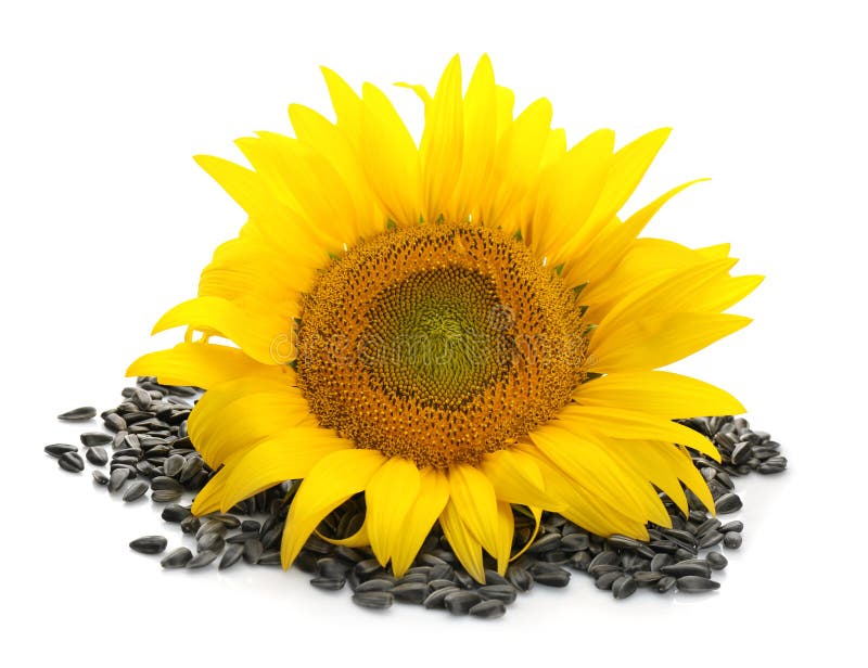 Beautiful sunflower and seeds