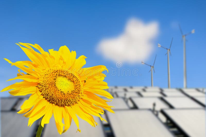 Beautiful Sunflower Solar Panel and Power Stock Image Image of energy