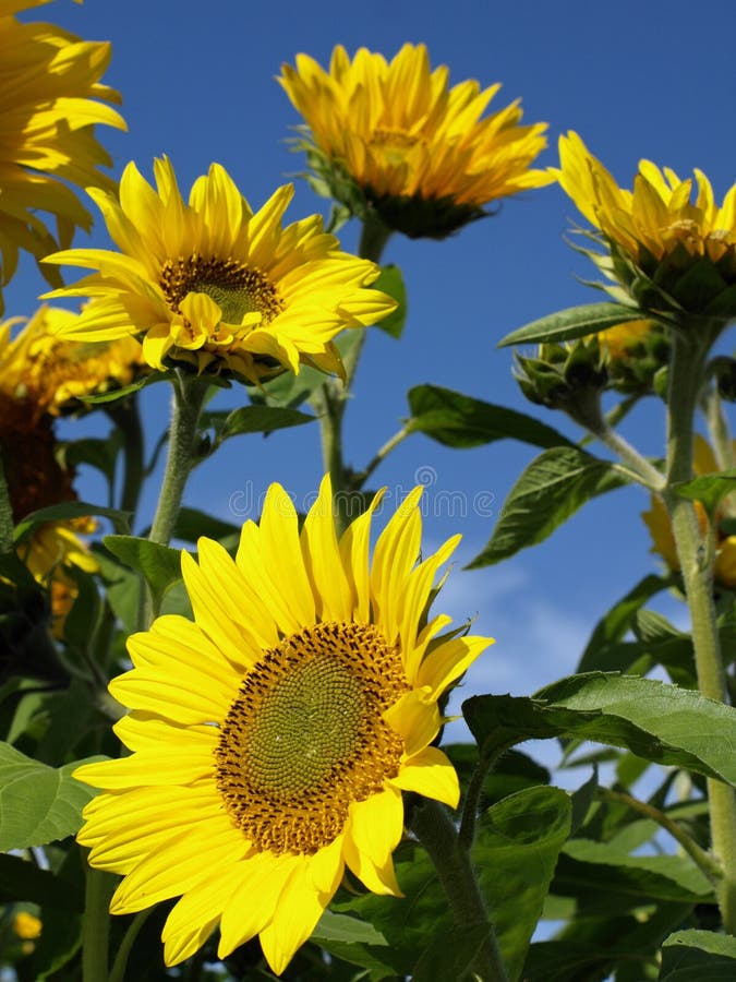 Beautiful sunflowers in front of a clear blue sky. Clear closeup view stock images, royalty-free photos and pictures