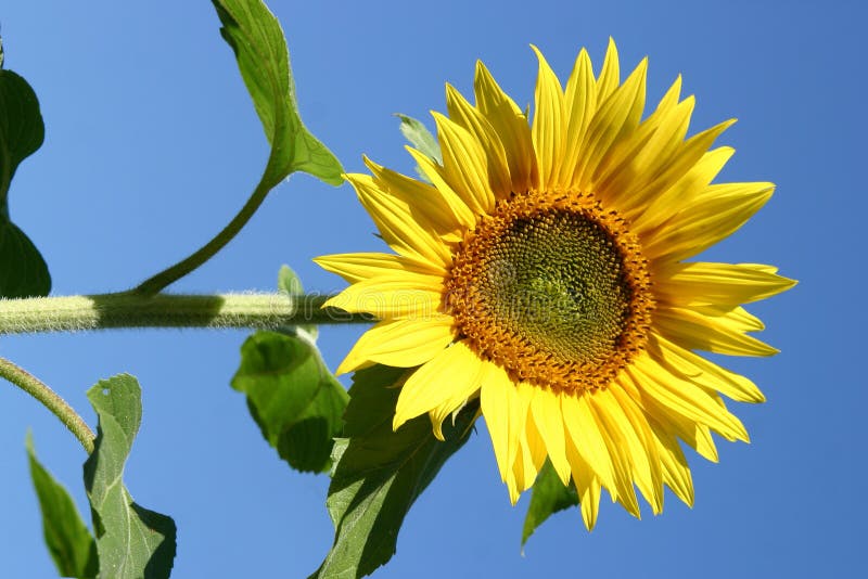 Beautiful Sunflowers